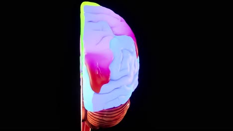 human brain anatomical model 3d glossy brain on brain screen. rotation human brain 3d animation 4k video.