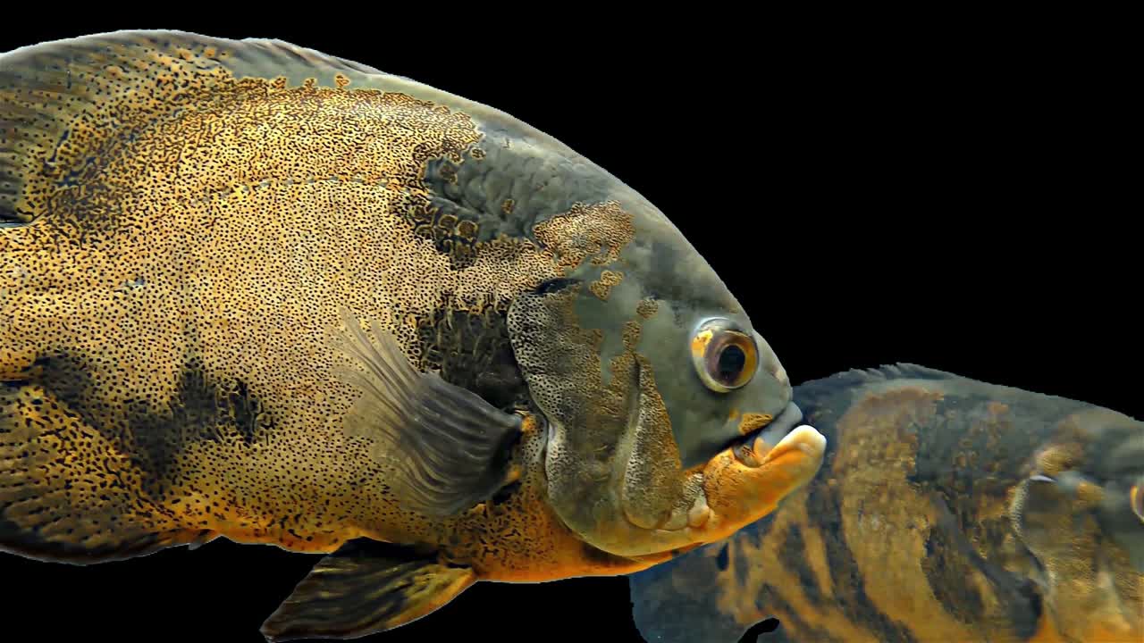 амазонская тропическая рыба - тигр оскар, черный фон, хроматический ключ