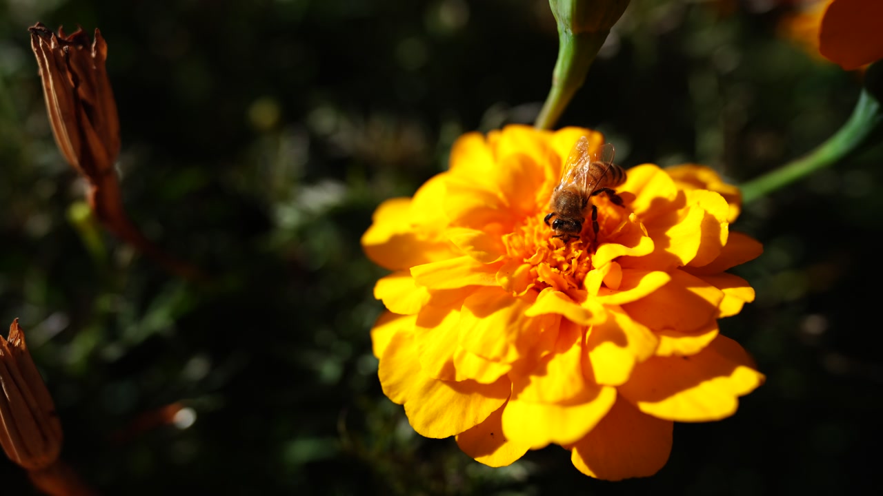 Honey bee gathering nectar on bright orange marigold flower with green foliage in garden sunlight