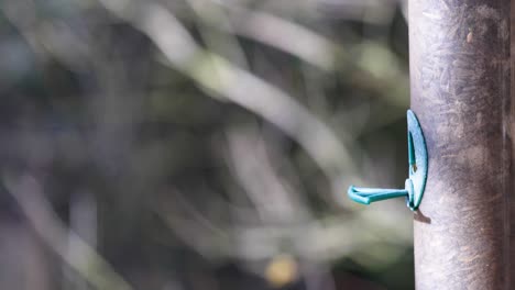 4k slow motion footage of birds landing on a bird feeder and eating seeds