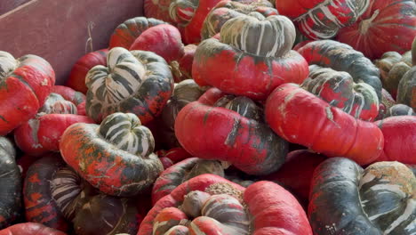 una vibrante colección de calabazas de turbante con audaces tonos rojos y verdes.