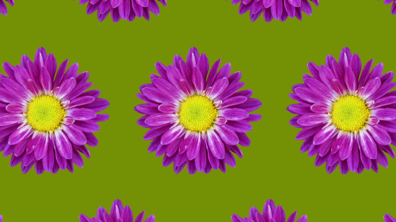 patrón animado de crisantemo púrpura en un fondo verde. simple animación de concepto de bucle sin costura floral