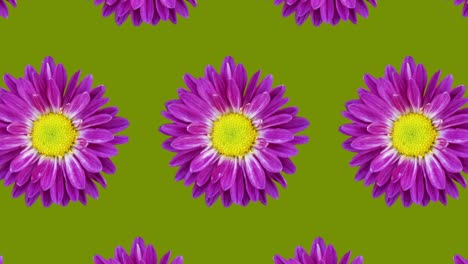 purple chrysanthemum animated pattern on a green background. simple floral seamless loop concept animation