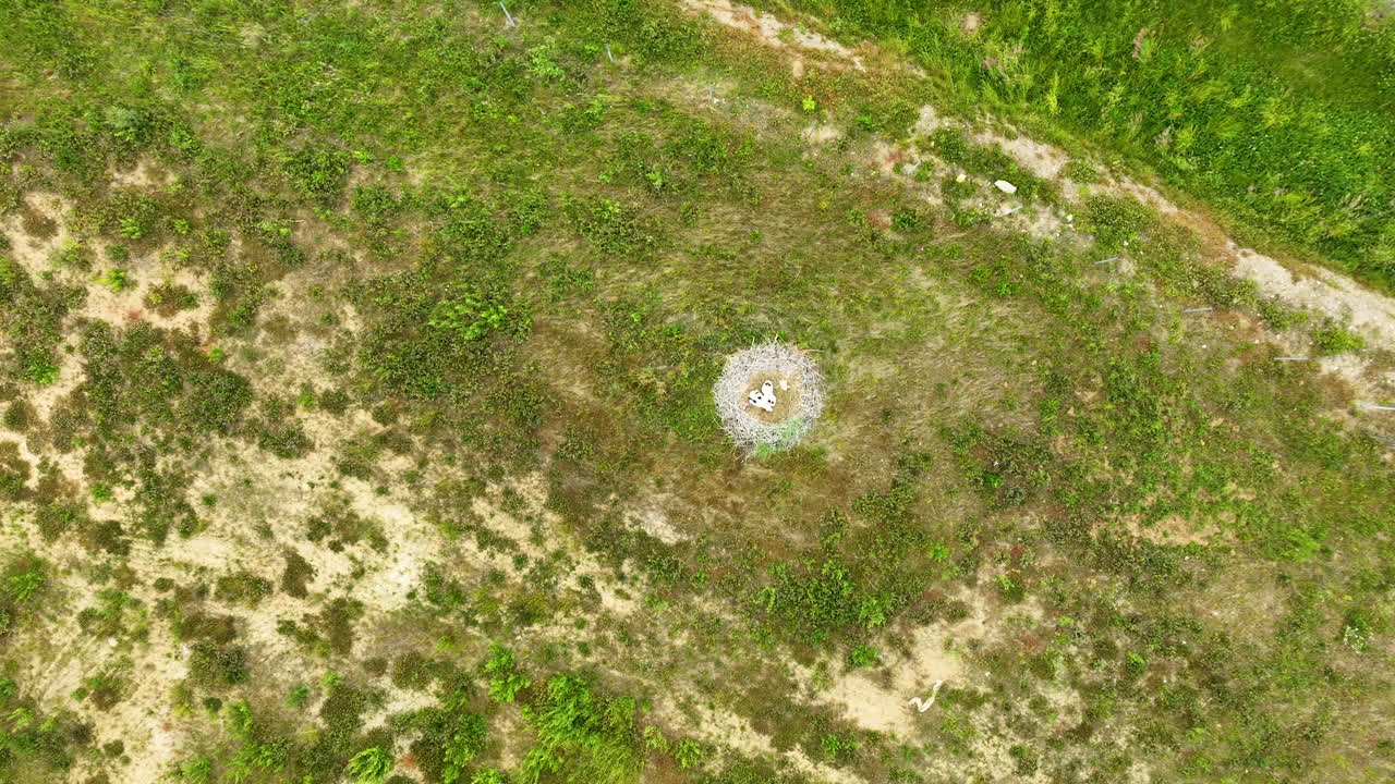 vista aérea de un nido en el suelo, rodeado de escasa vegetación y terreno natural