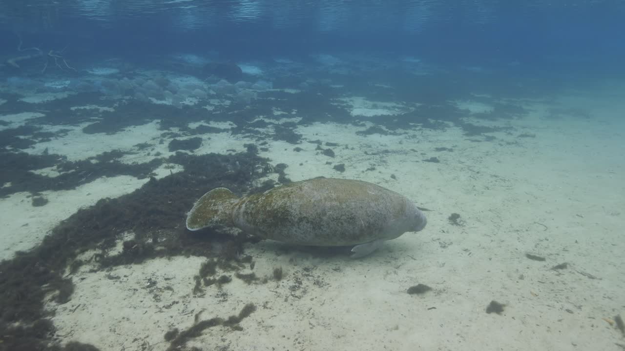 Manatee swims slowly over sandy and grassy patches in a shallow freshwater spring ecosystem