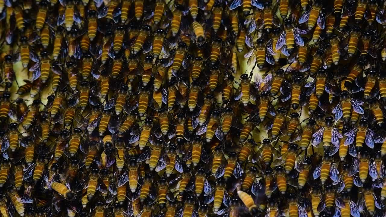 Giant Honey Bees are known to build large colonies of nest with symmetrical pockets made of wax for them to store honey as their food source