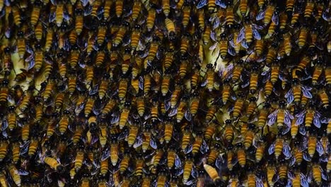 巨型蜜蜂 (giant honey bees) 建立了巨大的巢穴, 裡面有對稱的<unk>袋, 用來儲存蜂蜜作為食物來源.