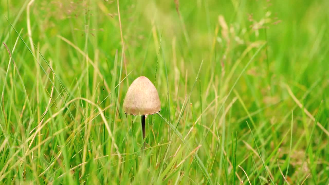 풀이 무성한 땅에서 바람에 맞은 버섯의 아름다운 슬로우 모션 샷