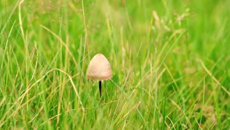 beautiful slow motion shots of mushroom hit by the wind in grassy land