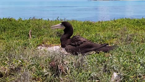 brown booby bird grunts singing while resting in nest, shoreline cayo de agua island