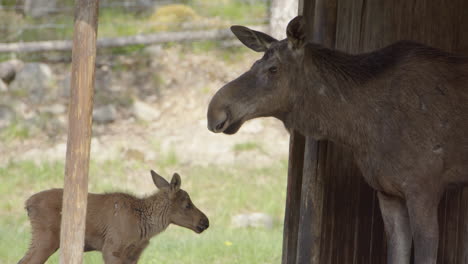 European-Elk-cow-standing-in-shade-with-her-cute-newborn-calf,-profile-shot