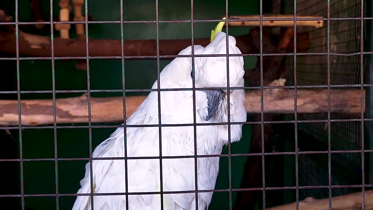 Cacatua bianco all'interno di una gabbia di metallo con cresta gialla e piume dettagliate. Ritratto di pappagallo esotico che mostra il concetto di cattività, protezione della fauna selvatica e tema del commercio di animali domestici.