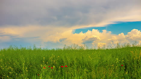 Zeitraffer-Der-Wolken-Auf-Einer-Grünen-Blumenwiese-Mit-Kopierraum