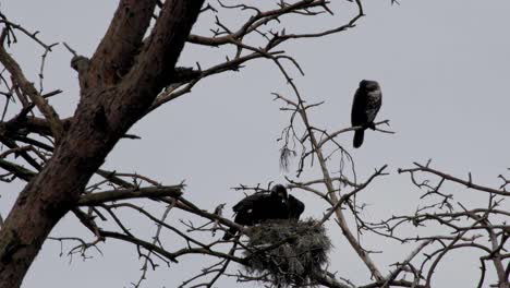 Family-of-black-cormorant-birds-on-their-nest-in-its-natural-habitat-in-Poland