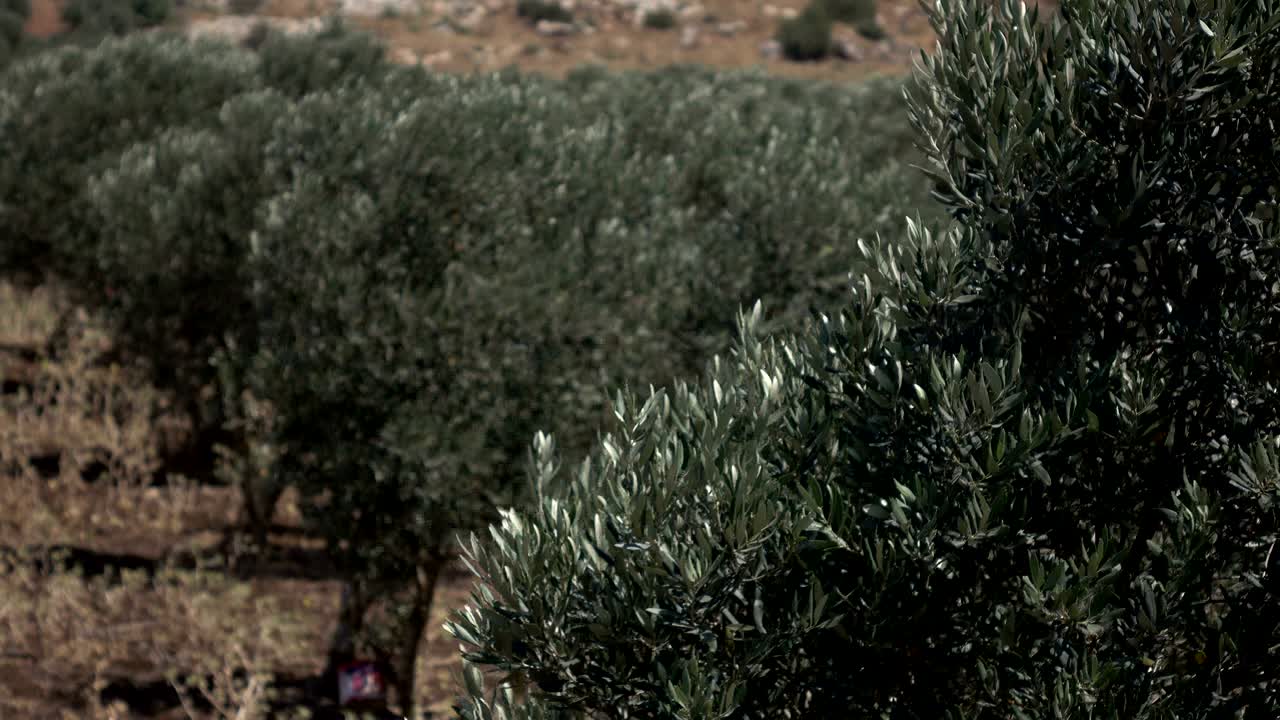 이스라엘에서 바람에 흔들리는 초록색 올리브 나무 가지