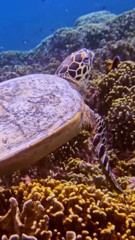 underwater handheld close up sea turtle swimming in the coral reef