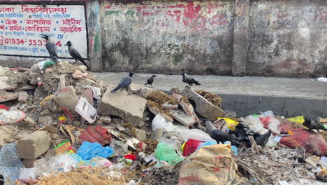 a flock of birds gathers on top of piles of trash