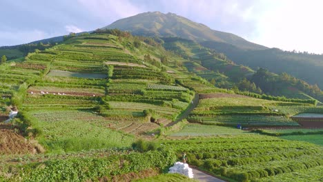 Drone-fly-over-on-the-green-plantation-with-mountain-background