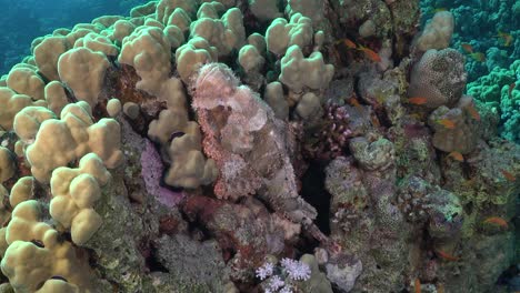 pez escorpión en el arrecife de coral en el mar rojo