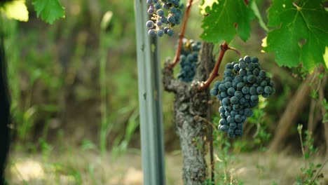 hands cutting ripe bunch of red grapes in vineyard