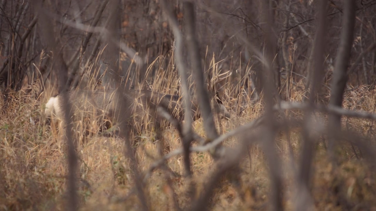 A deer walking through the woods in the fall