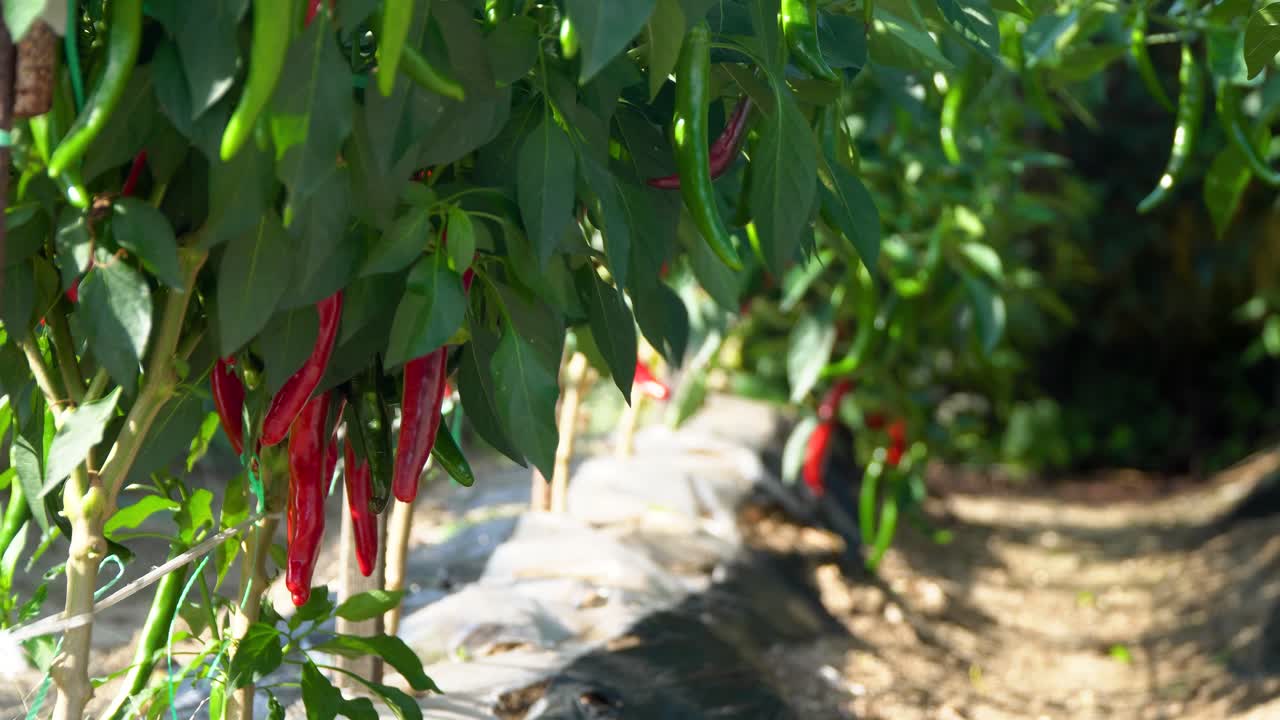 chiles rojos y verdes en los arbustos en el campo del jardín a la luz del sol al atardecer