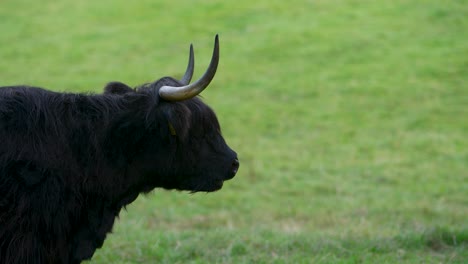 side on black highland cow walking out of frame on green field