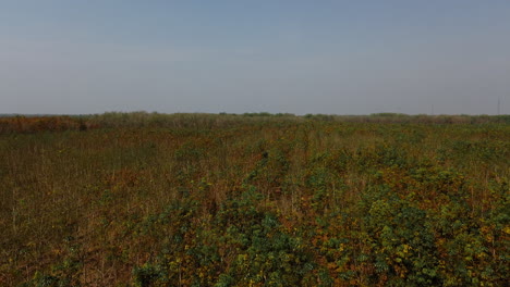 aerial view of a field or plantation