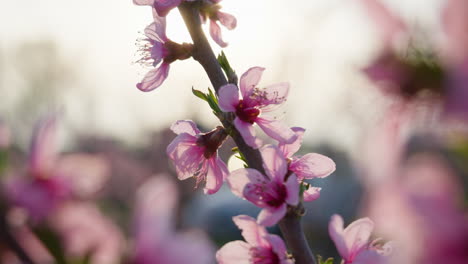 peach pink blossoms sway in spring wind with blue sky above