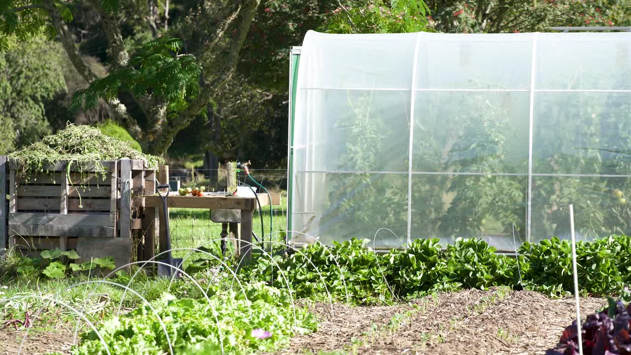 Fresh backyard garden with green growing plants in a farm in New Zealand - medium shot