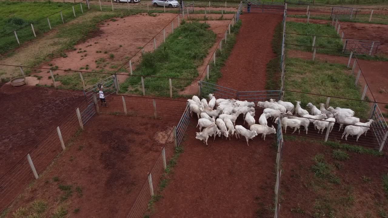 Un operaio agricolo conduce il bestiame da un recinto all'altro con un'asta