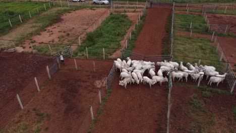 a farm worker drives the cattle from one corral to another with a flagpole