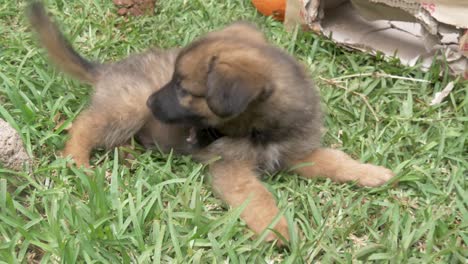 Un-Cachorro-De-Pastor-Alemán-Joven-En-Cámara-Lenta