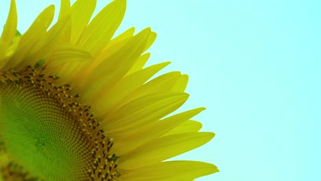 flor de sol en primer plano