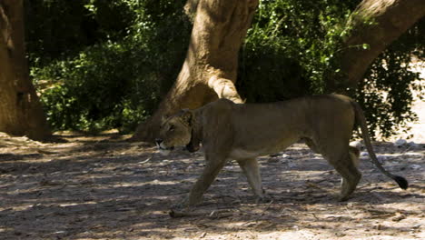 desert adapted lioness moves tensely forward in the shade of old trees in namibia's hoanib valley. then she sits down and observes her surroundings. sie is wearing a collar for wildlife research.