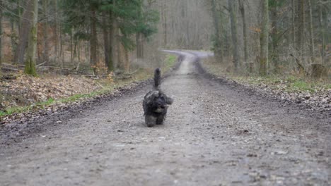 adorable puppy dog fetching stick and running fast towards camera in huge forest on dirt road during winter in super slow motion with puppy-dog eyes in stuttgart, germany