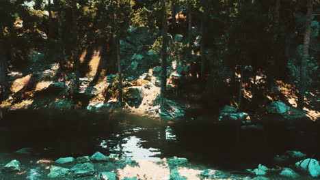 dark and moody forest landscape with calm water