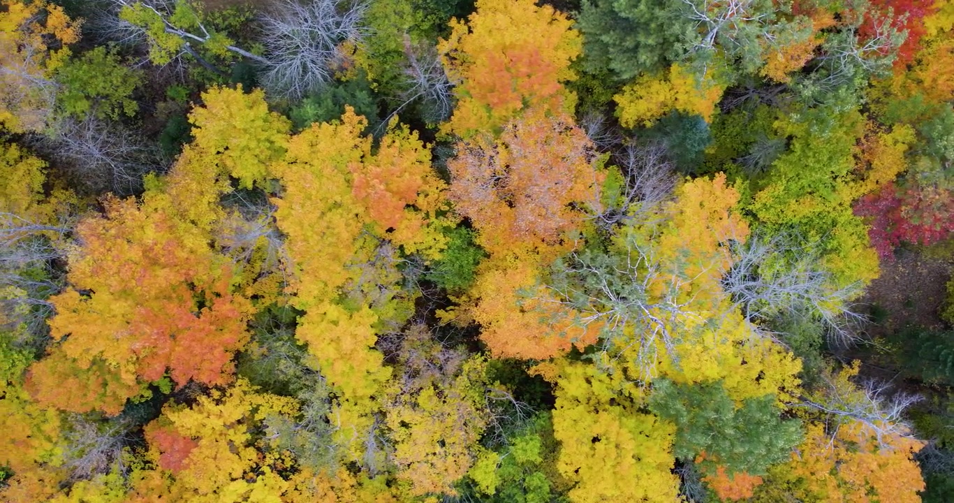 Drone flying over colorful fall leaves in Greenville, Maine