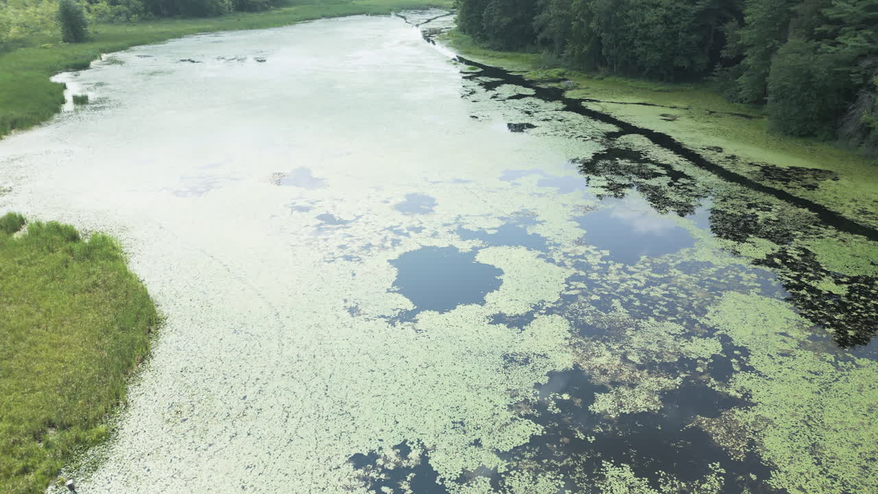 Aerial dolly above grass marsh and lily pad and water chest nut plants covering lake surface, Lake Fitzgerald Northampton Massachusetts