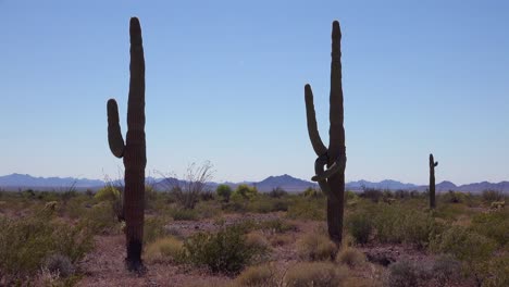 une belle photo de deux cactus dans le désert de sonoran capture parfaitement le désert de l'arizona