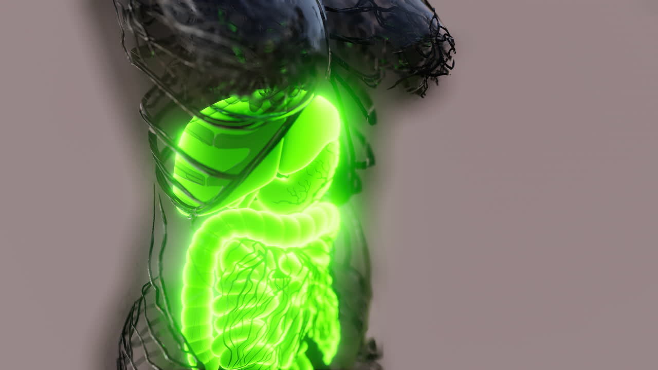 cuerpo humano transparente con sistema digestivo visible