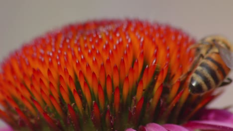 vista de cerca de una mosca de flor recolectando néctar de una flor roja