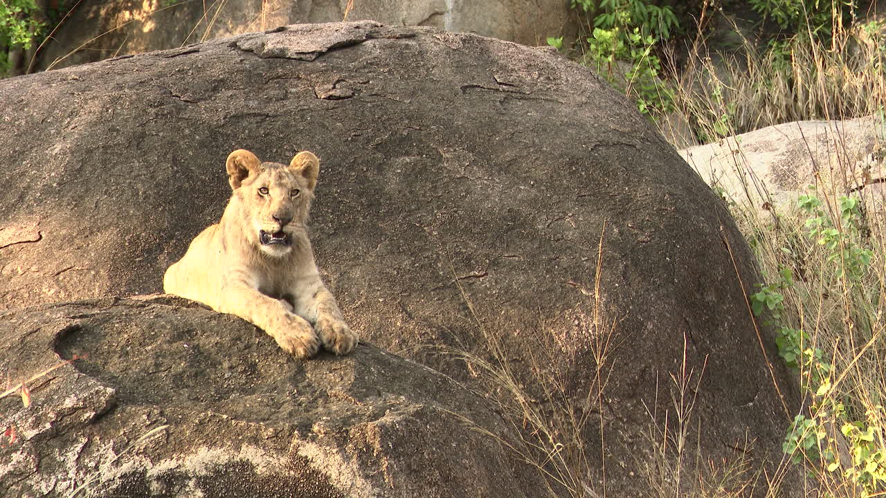 Singa jantan muda Afrika di Kopje, melihat-lihat, Serengeti, Tanzania