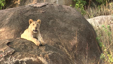 african lion juvenile male on kopje, looking around,serengeti, tanzania