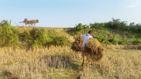 farmer carrying dry paddy straw on shoulder at field