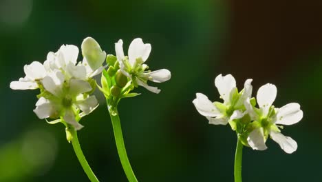 venus flytrap flowers and stems. dionaea muscipula