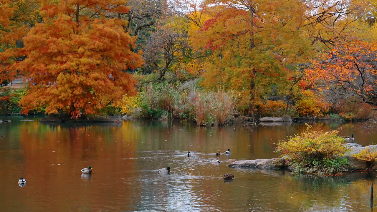Autumn Lake Scene in Central Park. Colorful fall foliage surrounds a peaceful Central Park lake filled with ducks