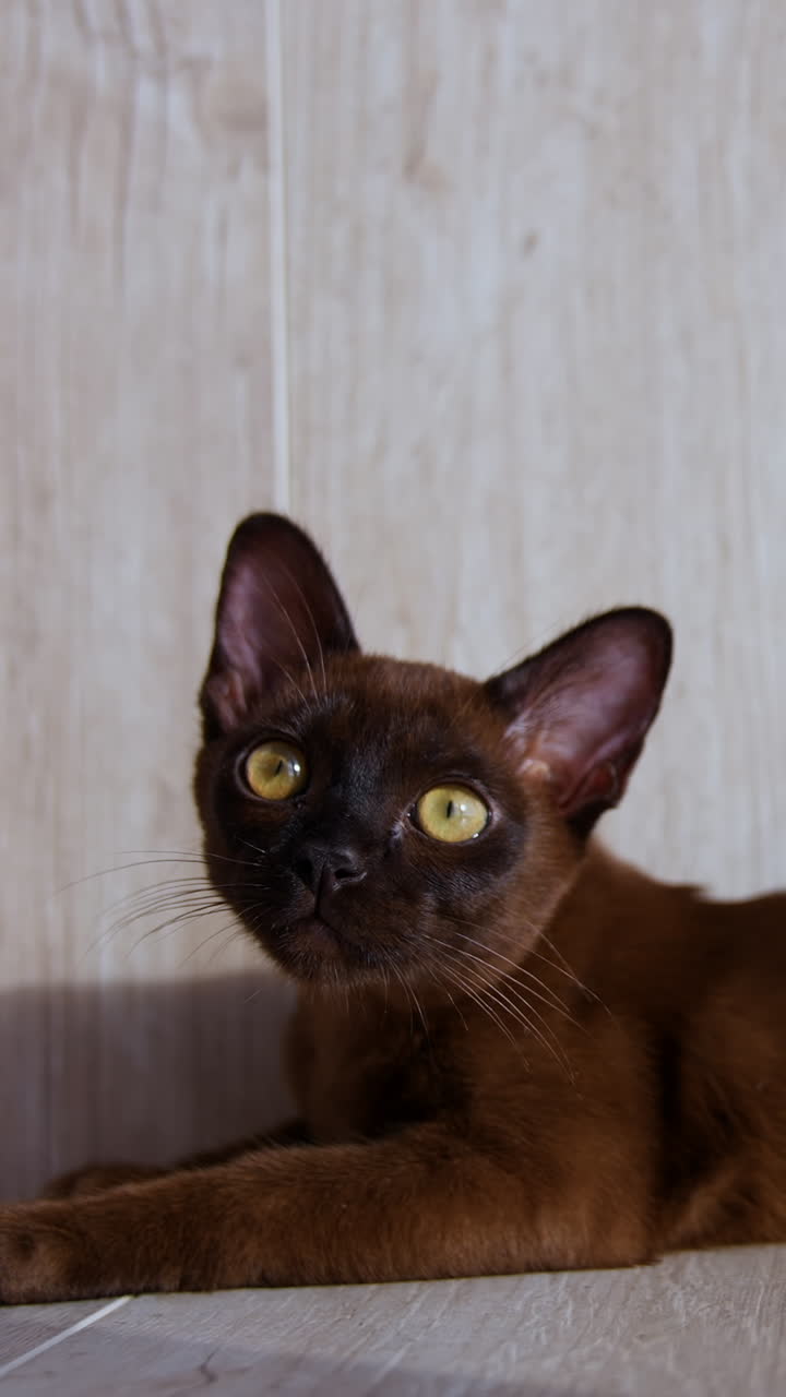 Little pedigree kitten laying on a floor. Small burmese cat rests at home and looking to the sides. Purebred pet is relaxing indoors. Vertical video