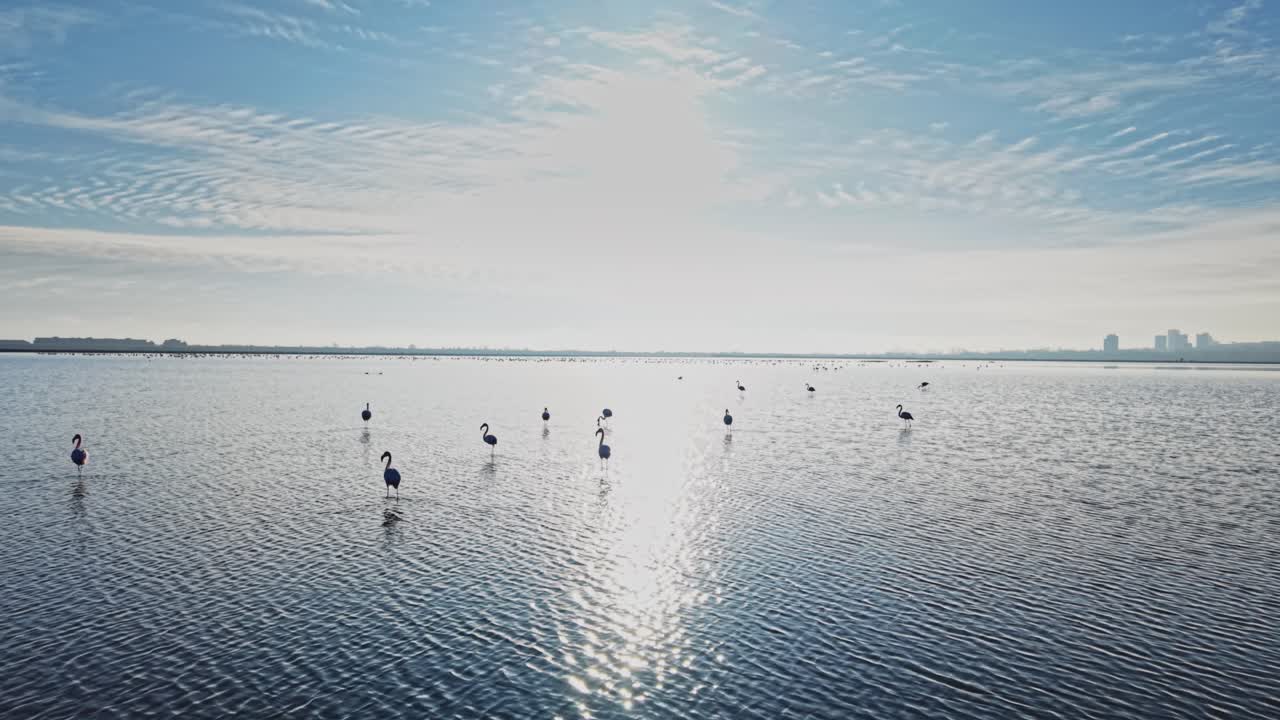 Flamingos wade in shallow water under a bright sky at sunset