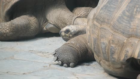 a giant gray galapagos tortoise walking while standing on a tropical island
